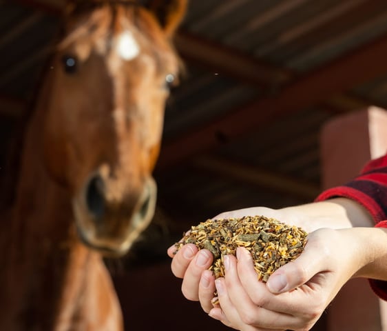a person holding a horse in their hands