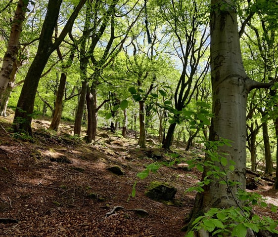 invasive beech woodland hebden bridge