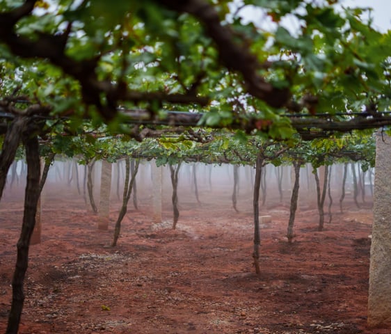 grape vines, vineyard