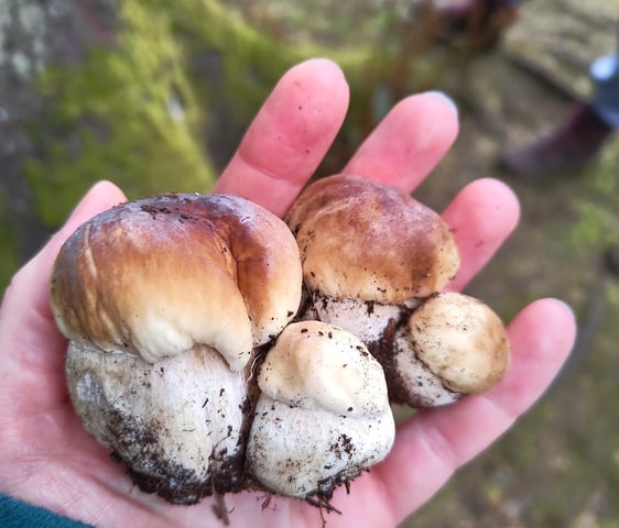 a person holding cep mushrooms in their hands