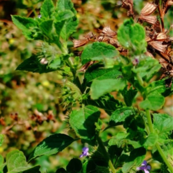 Mesosphaerum plants noticed in Mallaram village, Nizamabad, Telangana