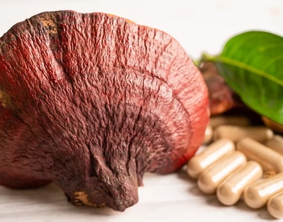 Seta Reishi junto a cápsulas de reishi