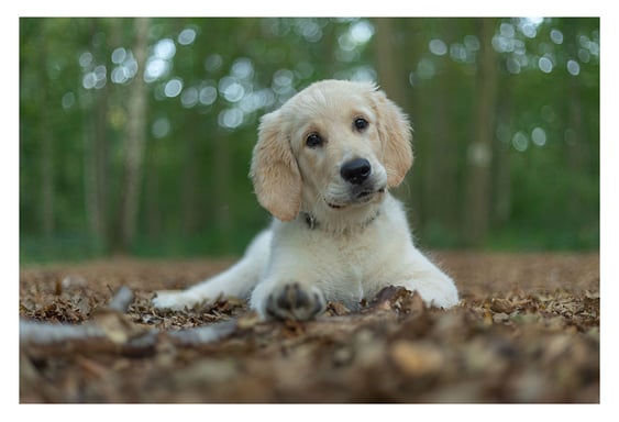 Les plus belles photos de votre chien dans la Somme