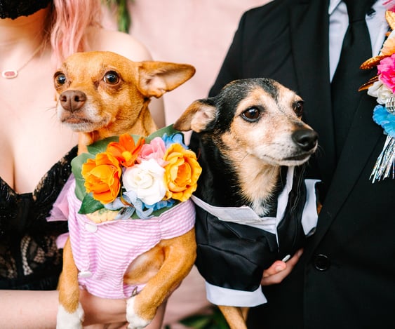 Dog pets flower girl and ring bearer photo by Katy Rox Wedding Photographer