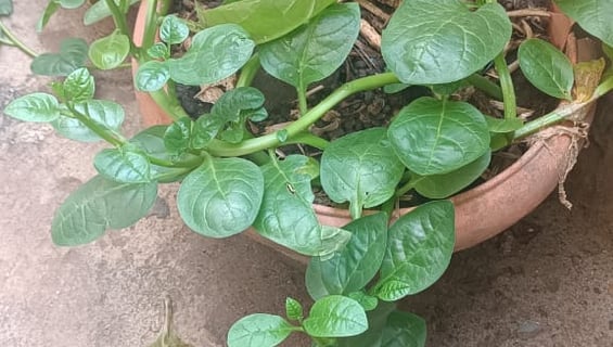 Um vaso com uma planta de Espinafre