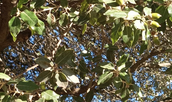 Quercus ilex or holm oak