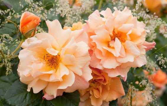 Rose 'Autumn Sunset" und Deschampsia cespitosa 'Goldschleier'