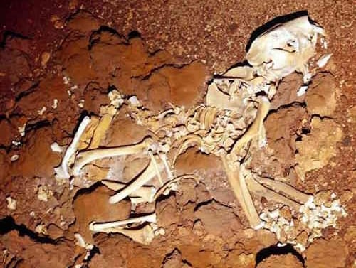 Fossil Marsupial Lion, thylacoleo carniflex, Flightstar Cave, Nullarbor