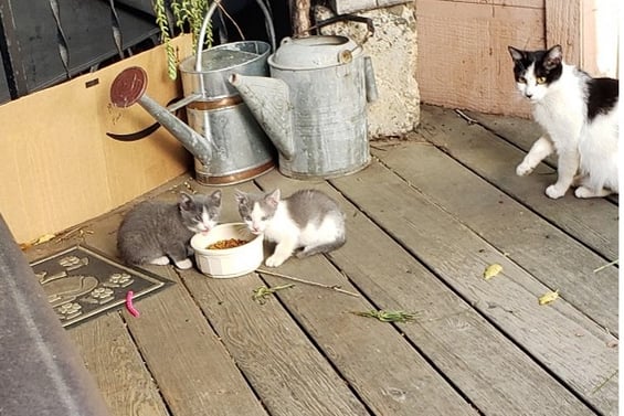 LItter 2: This is Chicken and Buddy, and Mom to the right.