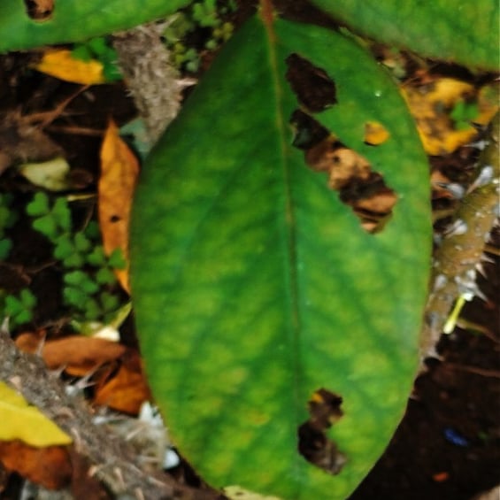 Insect fed rose leaves 