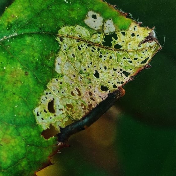 Larvae found feeding on rose leaf