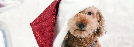 Pet Photography by Cyan Photo Studio in Duluth, GA