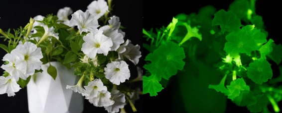 Plante Pétunia lucéole - Firefly Petunia 