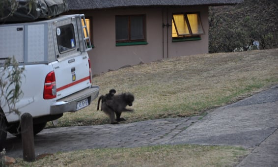 monkeys at the Thendele Upper Camp, Drakensberg Amphitheatre, South Africa