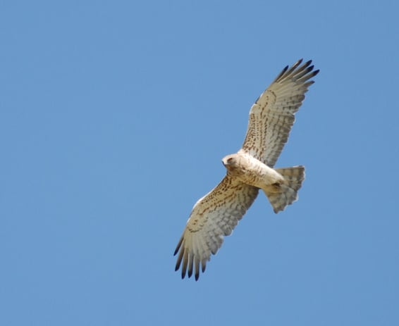 short toed snake eagle