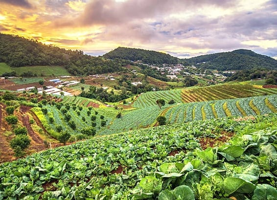 a  nilgiris fresh farm with a view of a farm and a  nilgiris mountain in the background