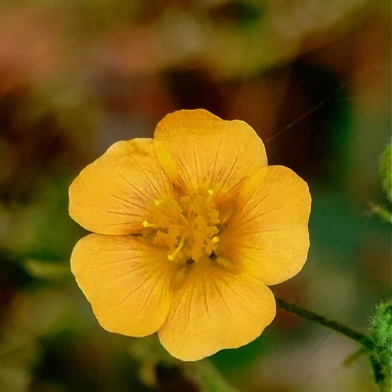 Single flower of Sida cordifolia