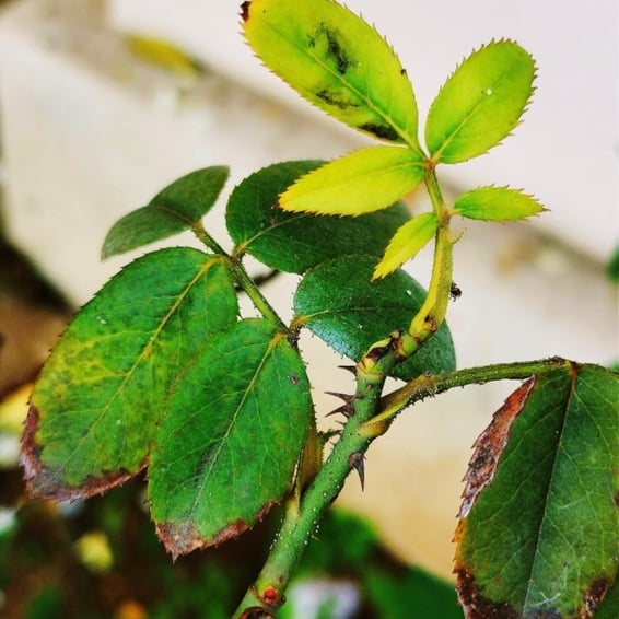 Black spot disease of rose