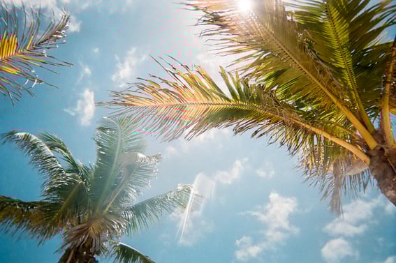 blue sunny sky with palm trees digital nomads paradise