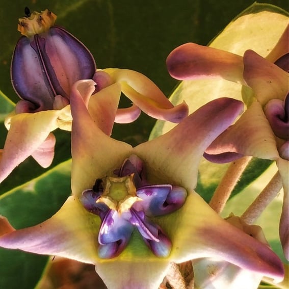 Flower of Calatropis gigantea