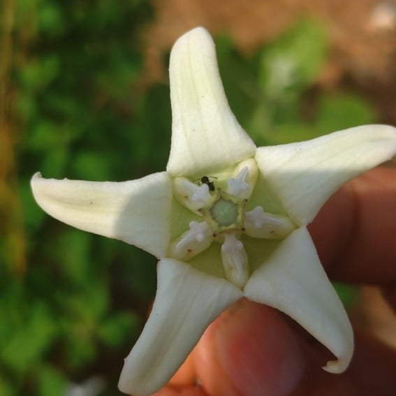 Single flower of C. procera