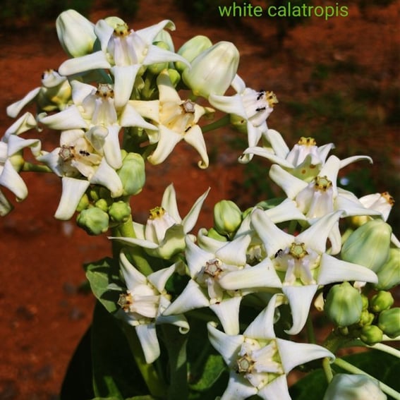 Flower cluster of Calatropis procera, noticed at Mallaram of Nizamabad District, Telangana