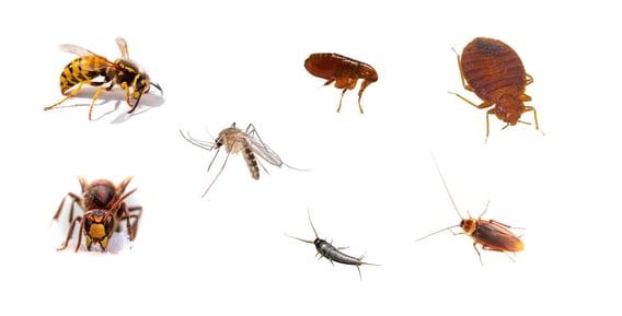 les insectes nuisibles