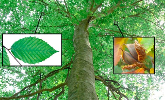 Close-up of a beech tree in West Island showing signs of Beech Bark Disease, including white scale i