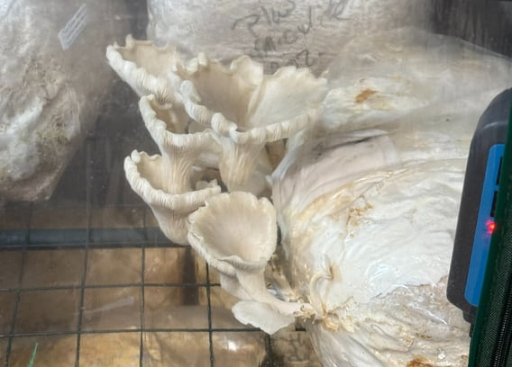 Oyster mushrooms growing out of a bag