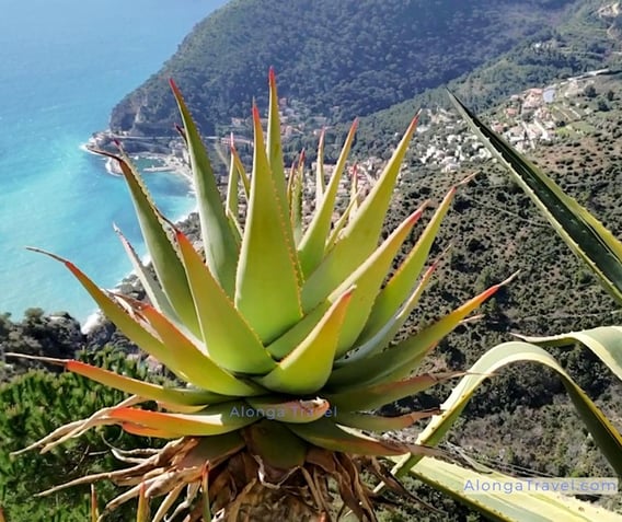 Agave plant hanging over a cliff in Eze botanical Garden