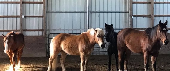 Four horses standing in a barn and looking toward camera