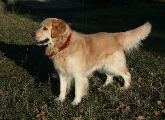 Simba, our golden retriever