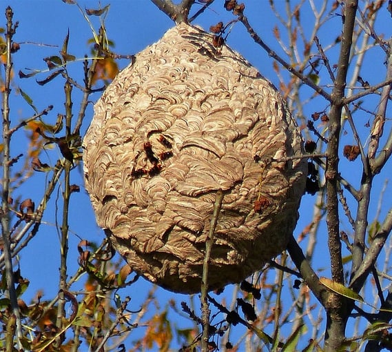 Hornets' nest