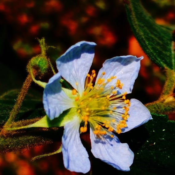 Individual flower of Muntingia calabura