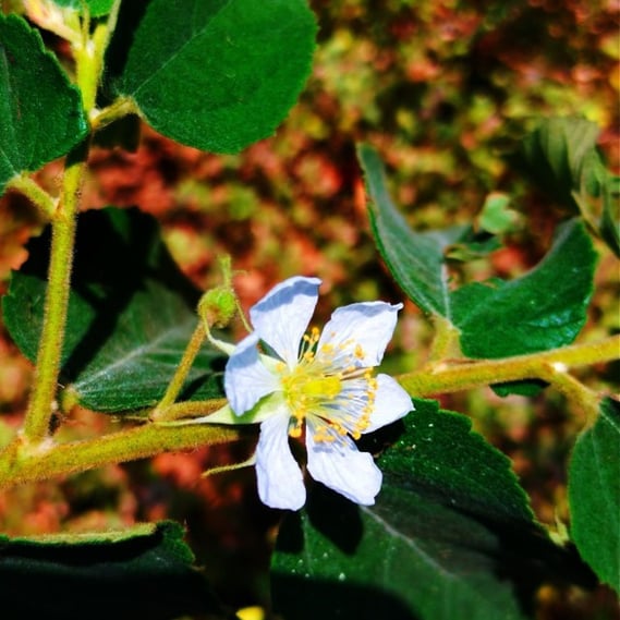 Branch of Muntingia calabura noticed at Mallaram Village of Nizamabad District, Telangana