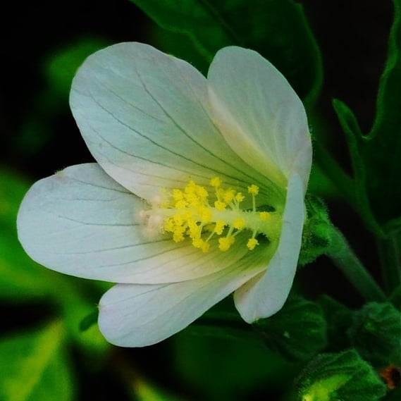 Flower of Hibiscus lobatus- Lobed leaf Mallow