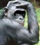 Genetic Variations