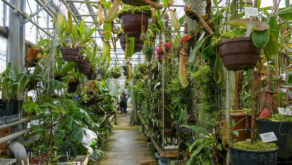 Serre des Plantes Carnivores Jardin-Botanique-Rio-de-Janeiro