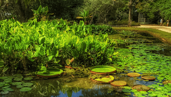 Le Lago Frei Leandro Rio de Janeiro