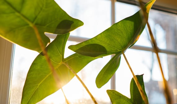 Alocasia Zebrina in bright light