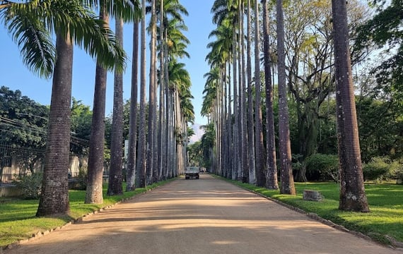Jardin-Botanique-Rio-de-Janeiro