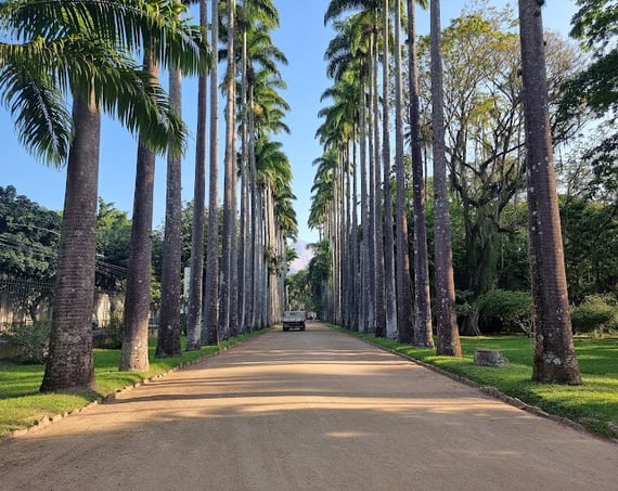 Jardin-Botanique-Rio-de-Janeiro