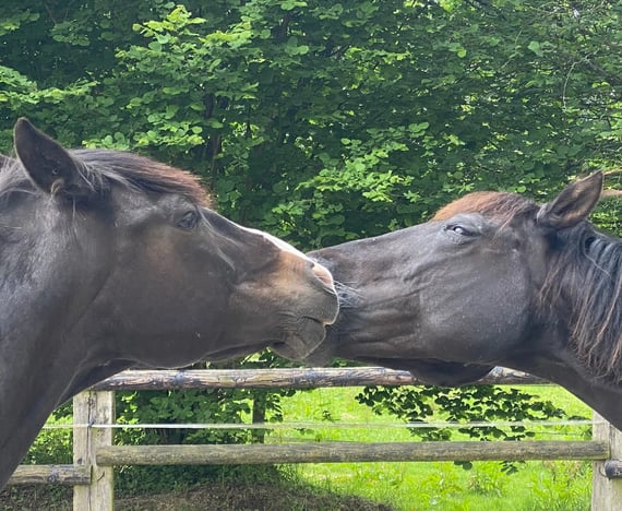 Deux chevaux noirs se font des bisous