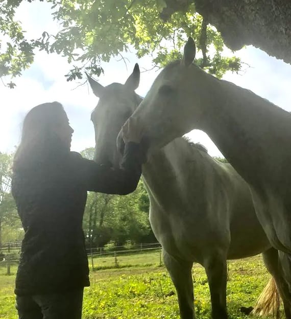 Deux chevaux blancs caressés par une femme sous un arbre