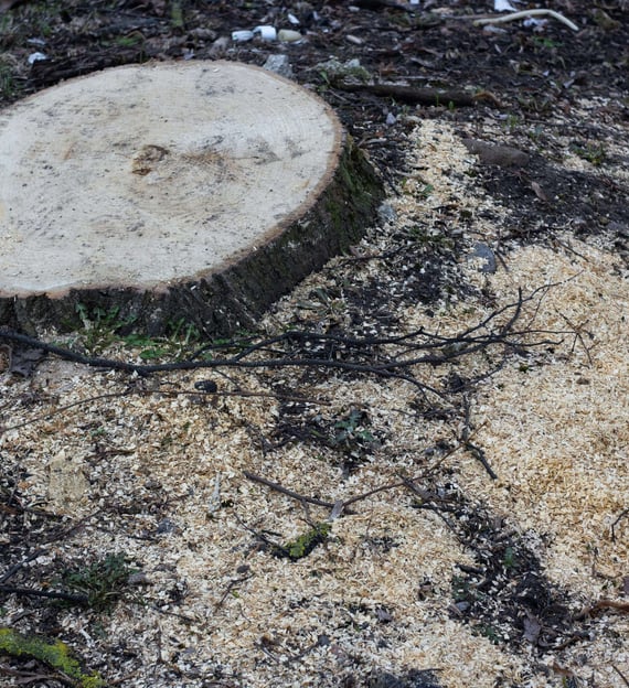 Port Elizabeth Tree Stump Removal