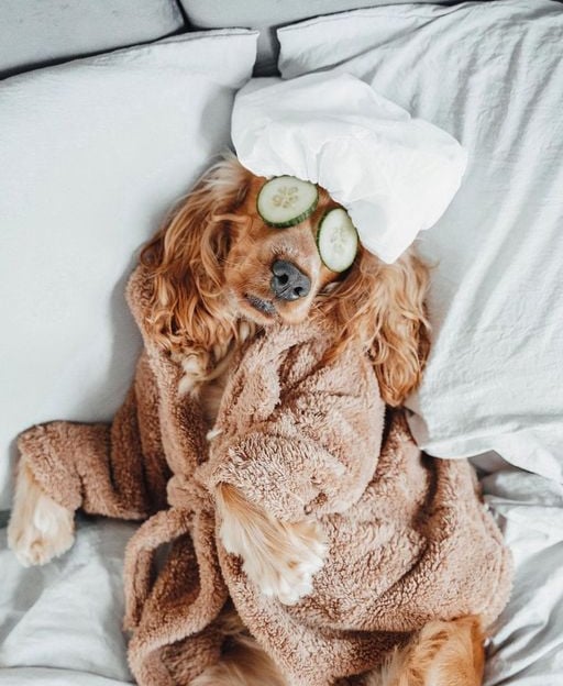 Cachorro descansando no daycare creche canina