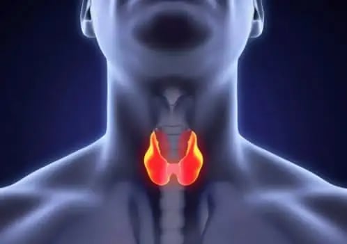 Visual representation of the thyroid gland, relevant to thyroid disorders like Hashimoto’s