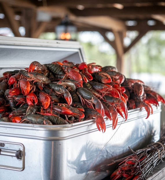 a big ice chest full of live crawfish