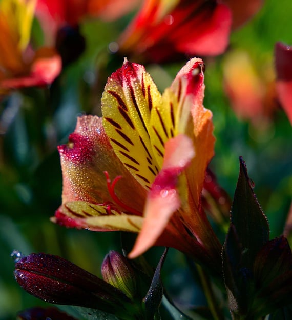 Photo Fleur