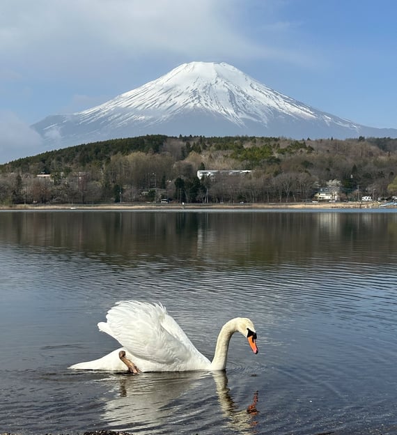 mont fuji avec un cygne